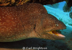 Yellow mouthed moray peeking out from under the coral, ta... by Carl Wrightson 